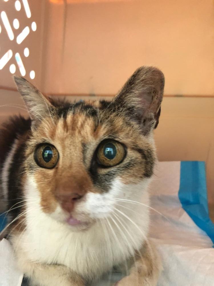 Sophia, Adopted, Senior Female Domestic Short Hair.