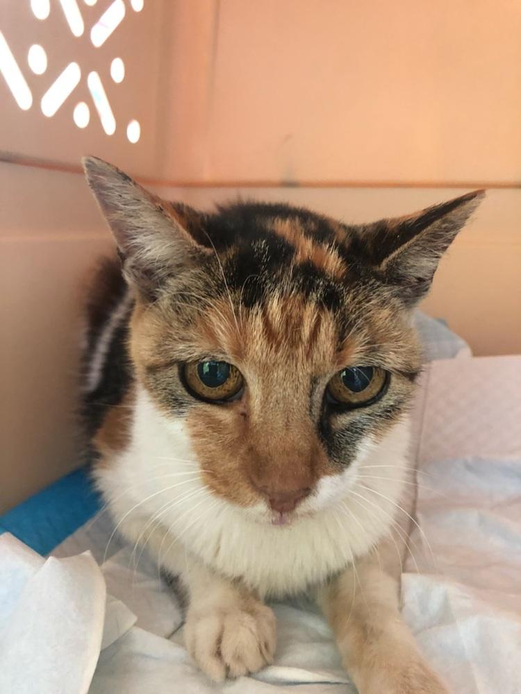 Enlarge Sophia, a Adopted mixed breed in Westbury, NY image 3/3