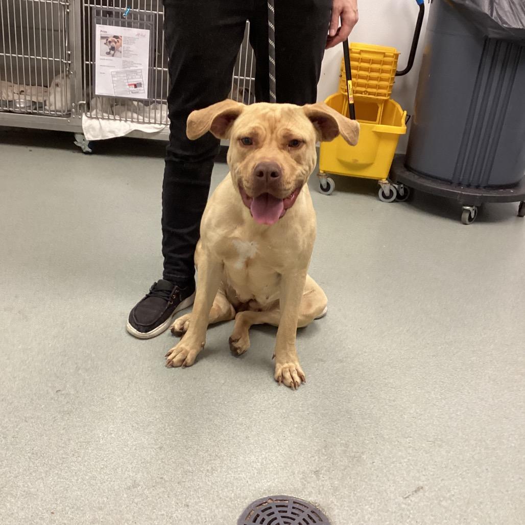 Squirmy, Adoptable, Young Female Labrador Retriever & Terrier.