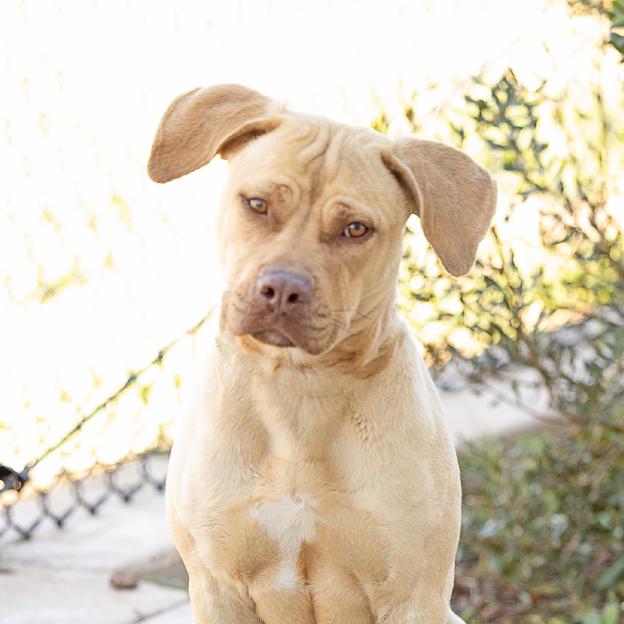 Enlarge Squirmy, a Adoptable mixed breed in Abilene, TX image 2/2