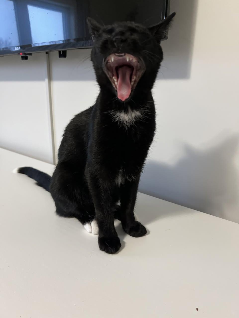 Enlarge Skunk, an adopted Domestic Short Hair in Stratford, ON image 3/3