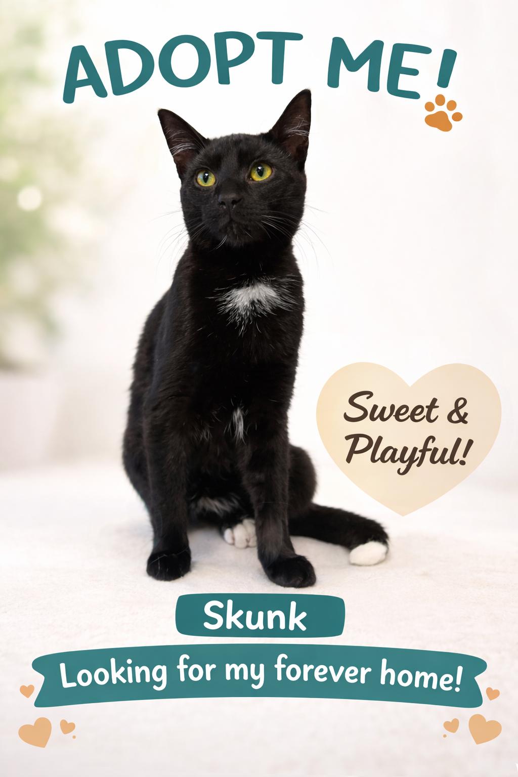 Enlarge Skunk, an adopted Domestic Short Hair in Stratford, ON image 1/3