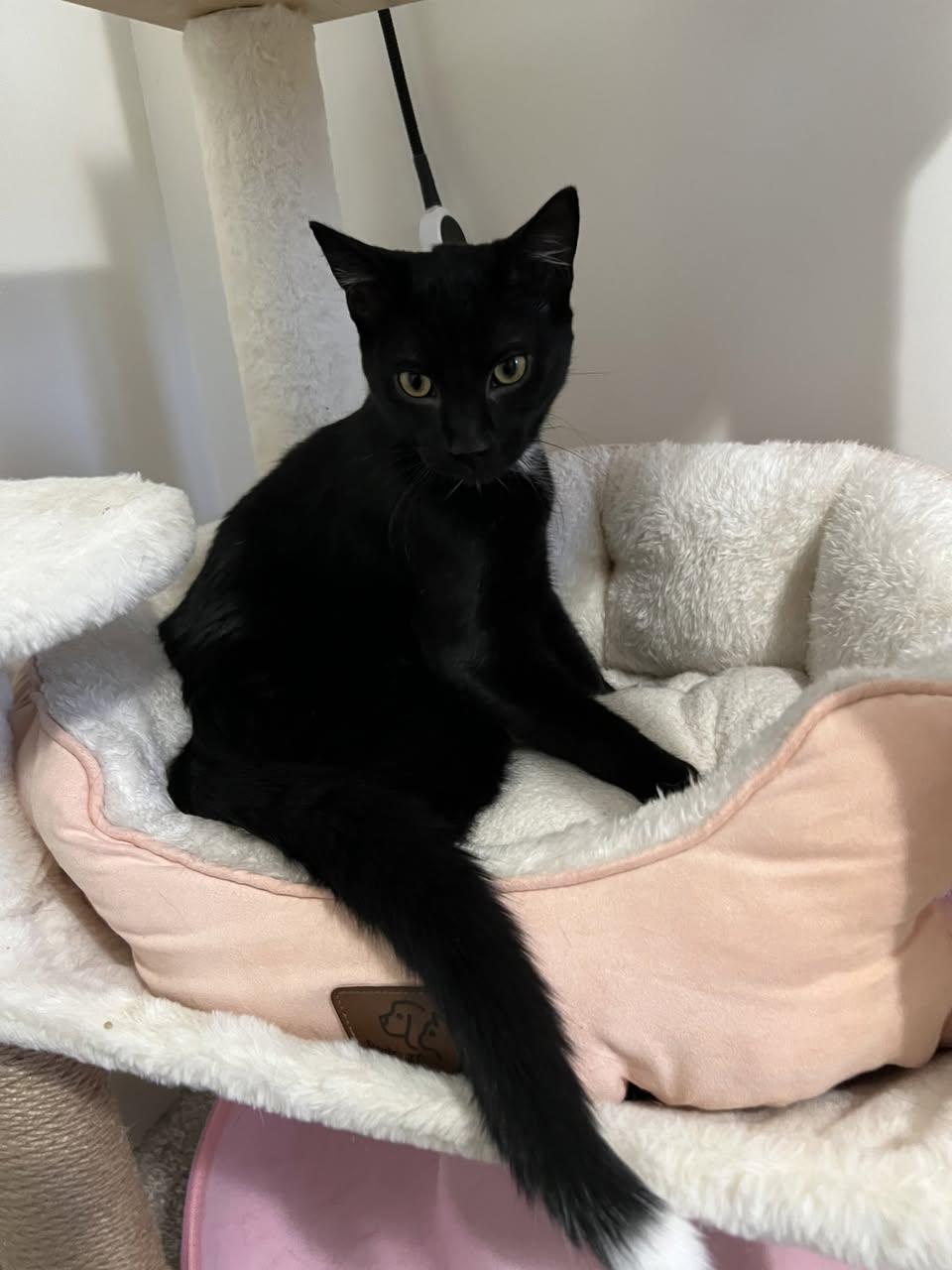 Enlarge Skunk, an adopted Domestic Short Hair in Stratford, ON image 2/3