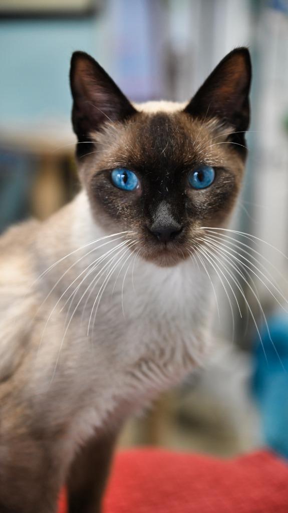 Pickle Bean, Adopted, Young Male Siamese.