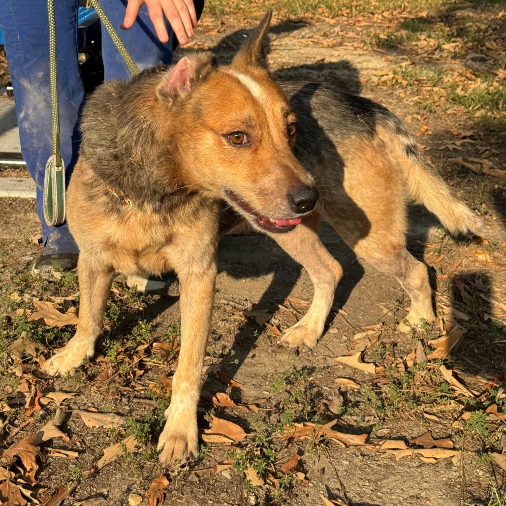 Enlarge Marquez, a Adoptable mixed breed in Pine Bluff, AR image 2/5