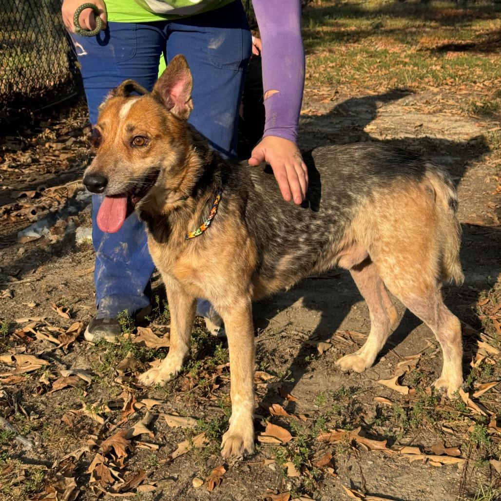 Enlarge Marquez, a Adoptable mixed breed in Pine Bluff, AR image 3/5