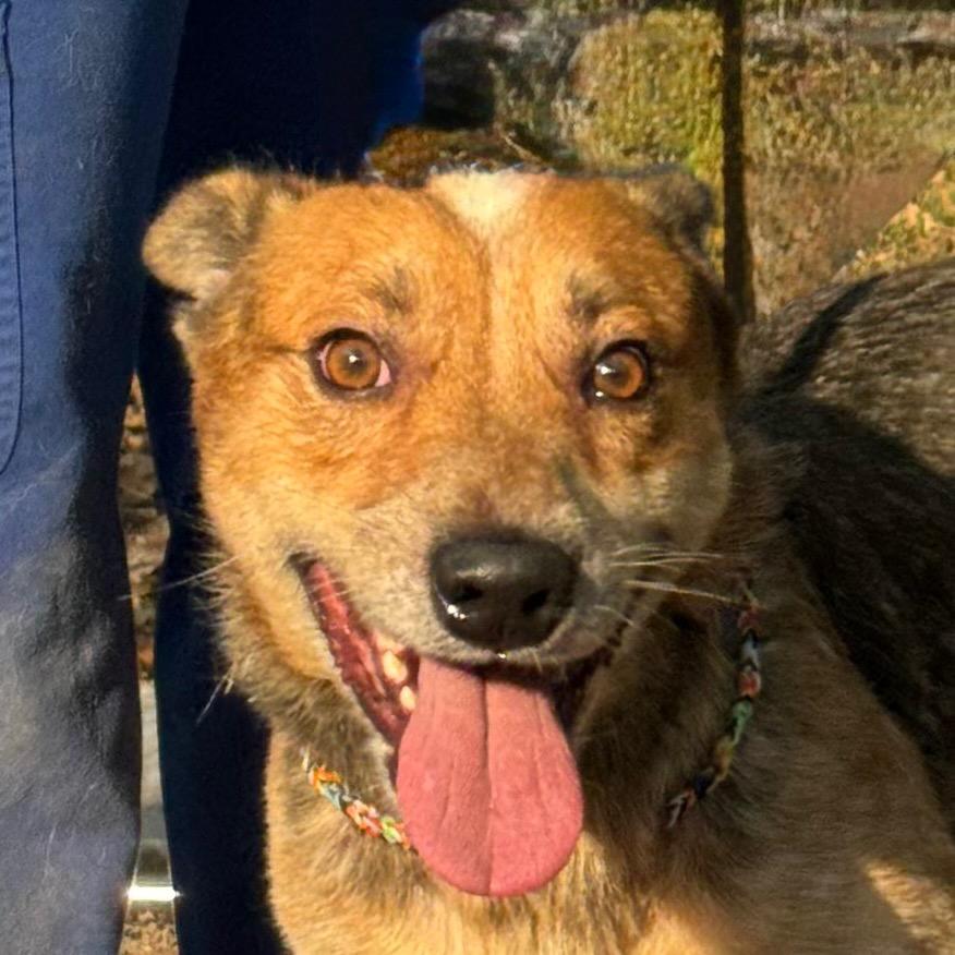 Enlarge Marquez, a Adoptable mixed breed in Pine Bluff, AR image 4/5