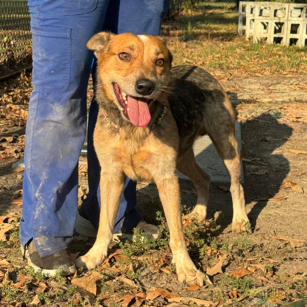 Enlarge Marquez, a Adoptable mixed breed in Pine Bluff, AR image 5/5