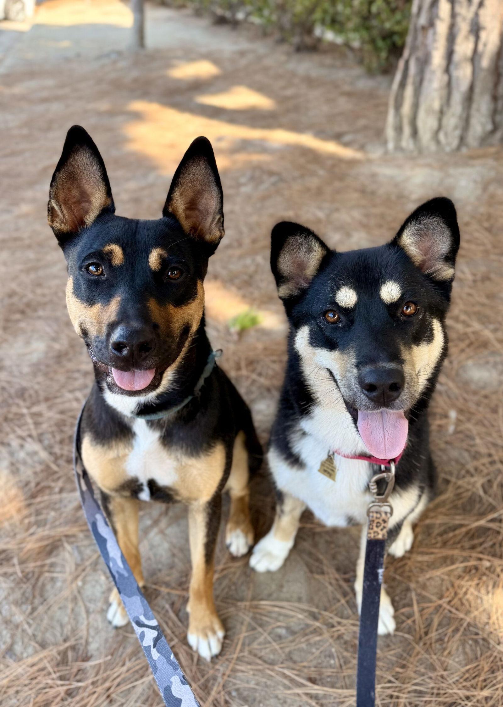 Felix, Adoptable, Young Male Mixed Breed.