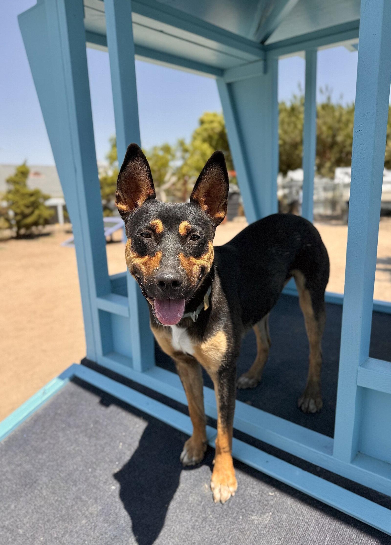 Enlarge Felix, a Adoptable Mixed Breed in Seal Beach, CA image 2/3
