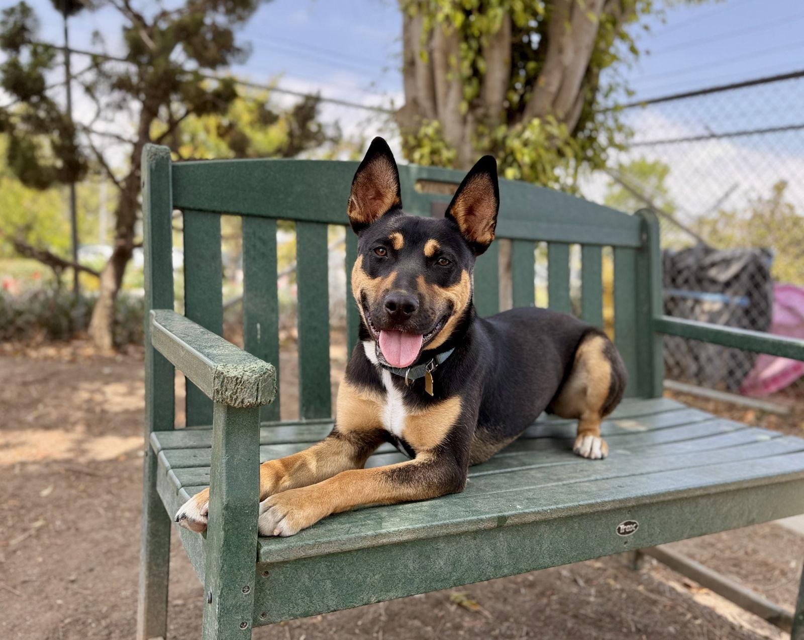 Enlarge Felix, a Adoptable Mixed Breed in Seal Beach, CA image 3/3