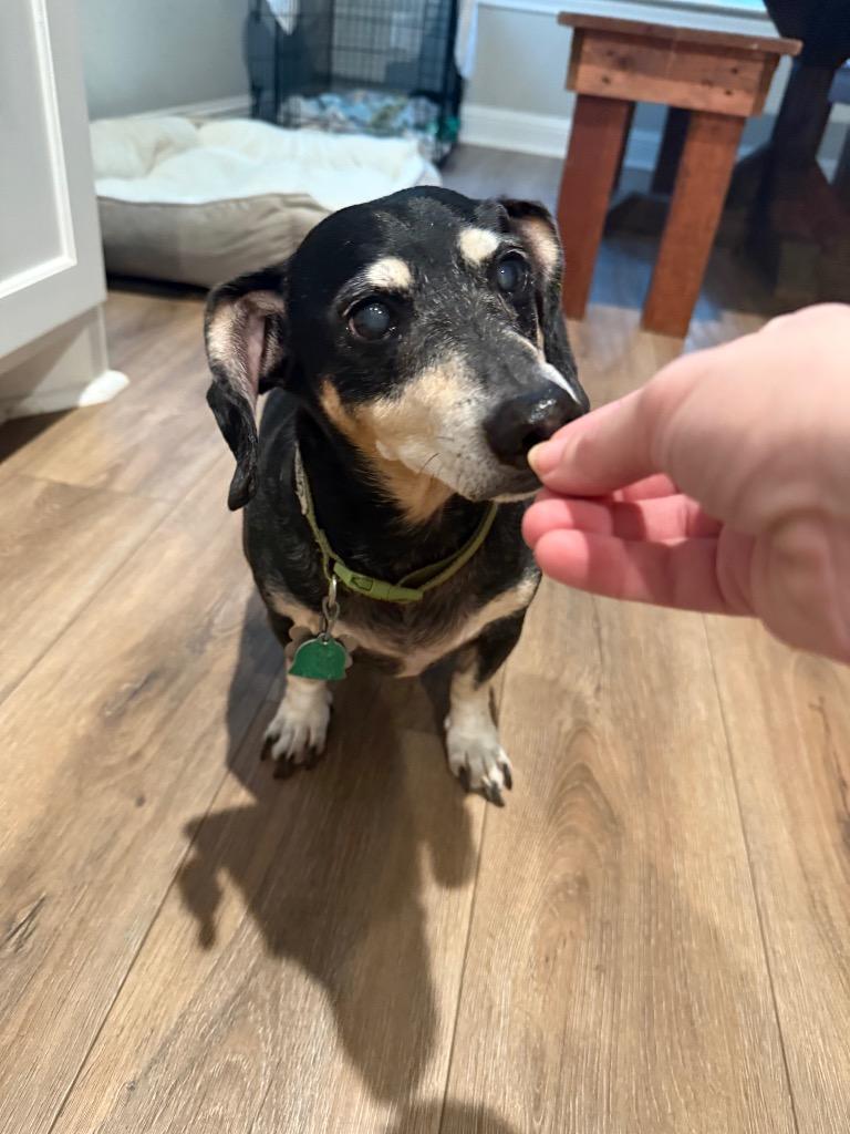 Enlarge Punky, a Adoptable Dachshund in Bryan, TX image 1/6