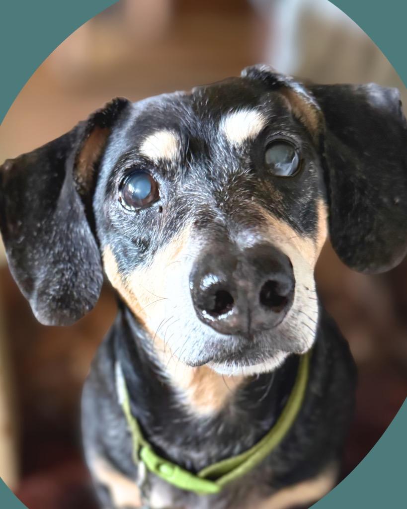 Enlarge Punky, a Adoptable Dachshund in Bryan, TX image 2/6