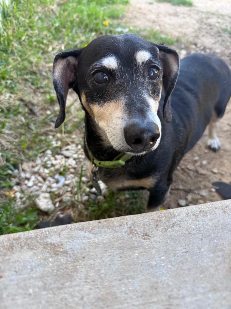 Enlarge Punky, a Adoptable Dachshund in Bryan, TX image 4/6