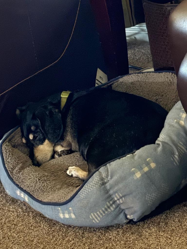 Enlarge Punky, a Adoptable Dachshund in Bryan, TX image 5/6