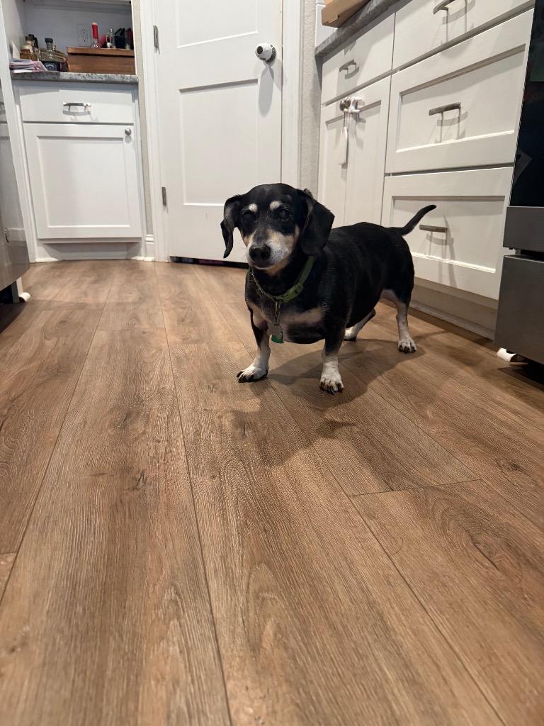 Enlarge Punky, a Adoptable Dachshund in Bryan, TX image 6/6