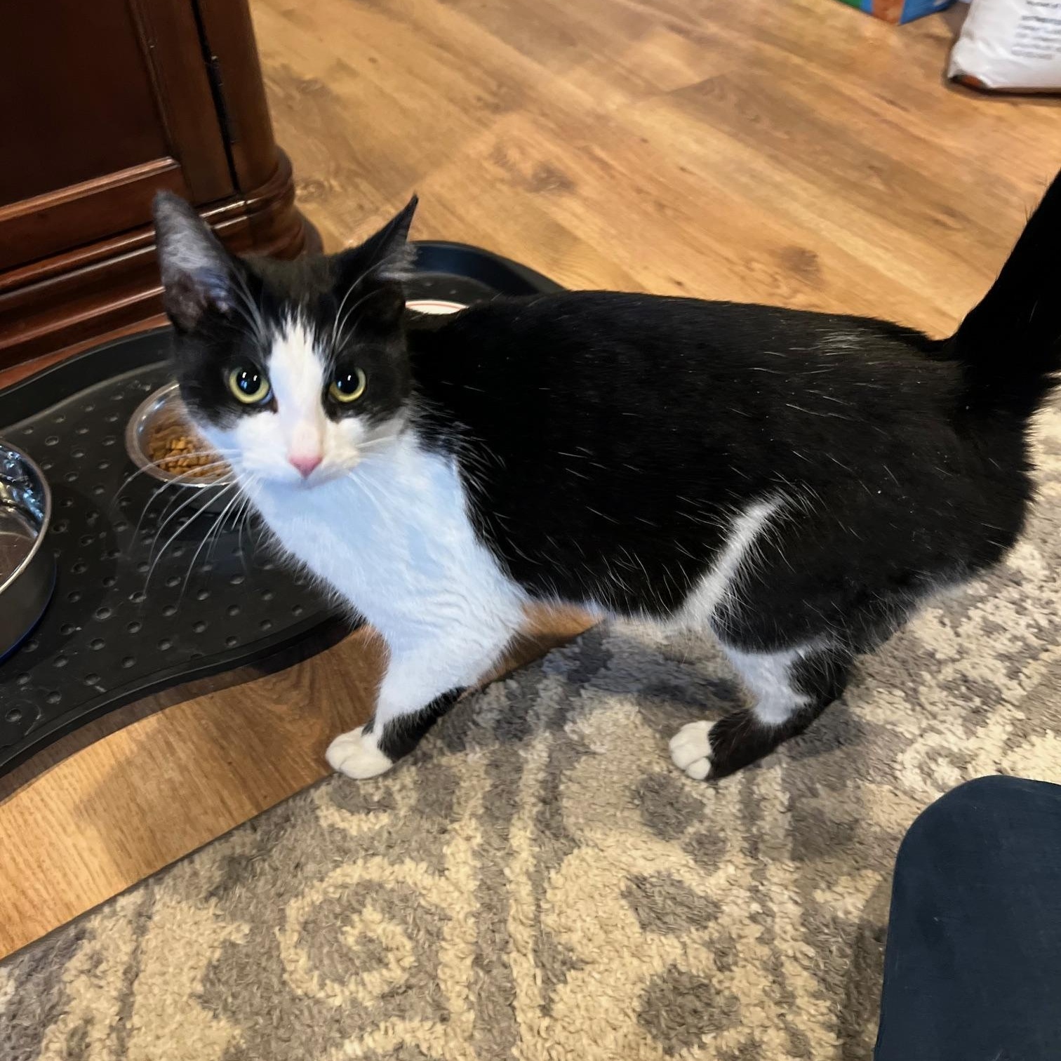 Enlarge Aria, an adopted Domestic Short Hair in Louisville, KY image 1/4