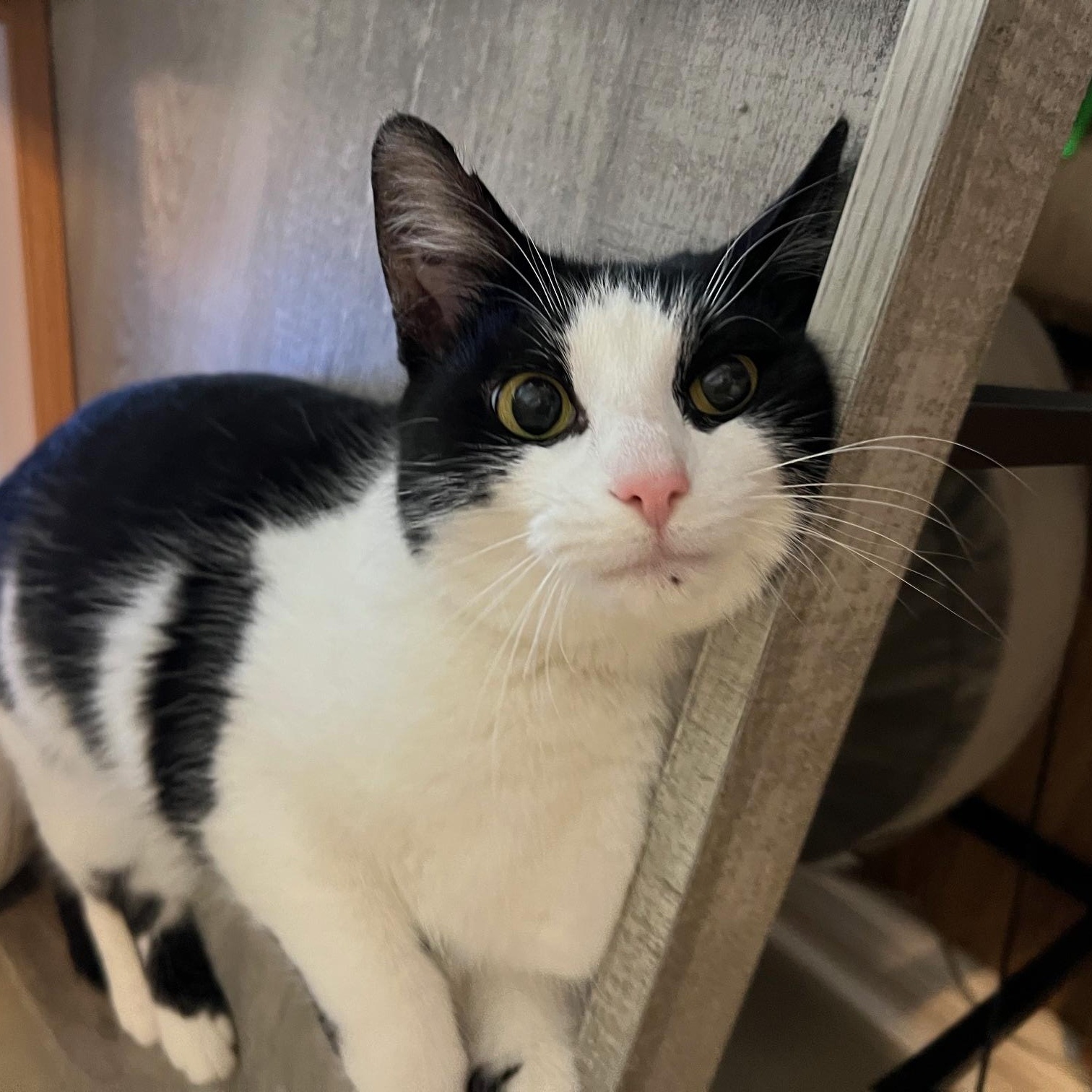 Enlarge Aria, an adopted Domestic Short Hair in Louisville, KY image 2/4