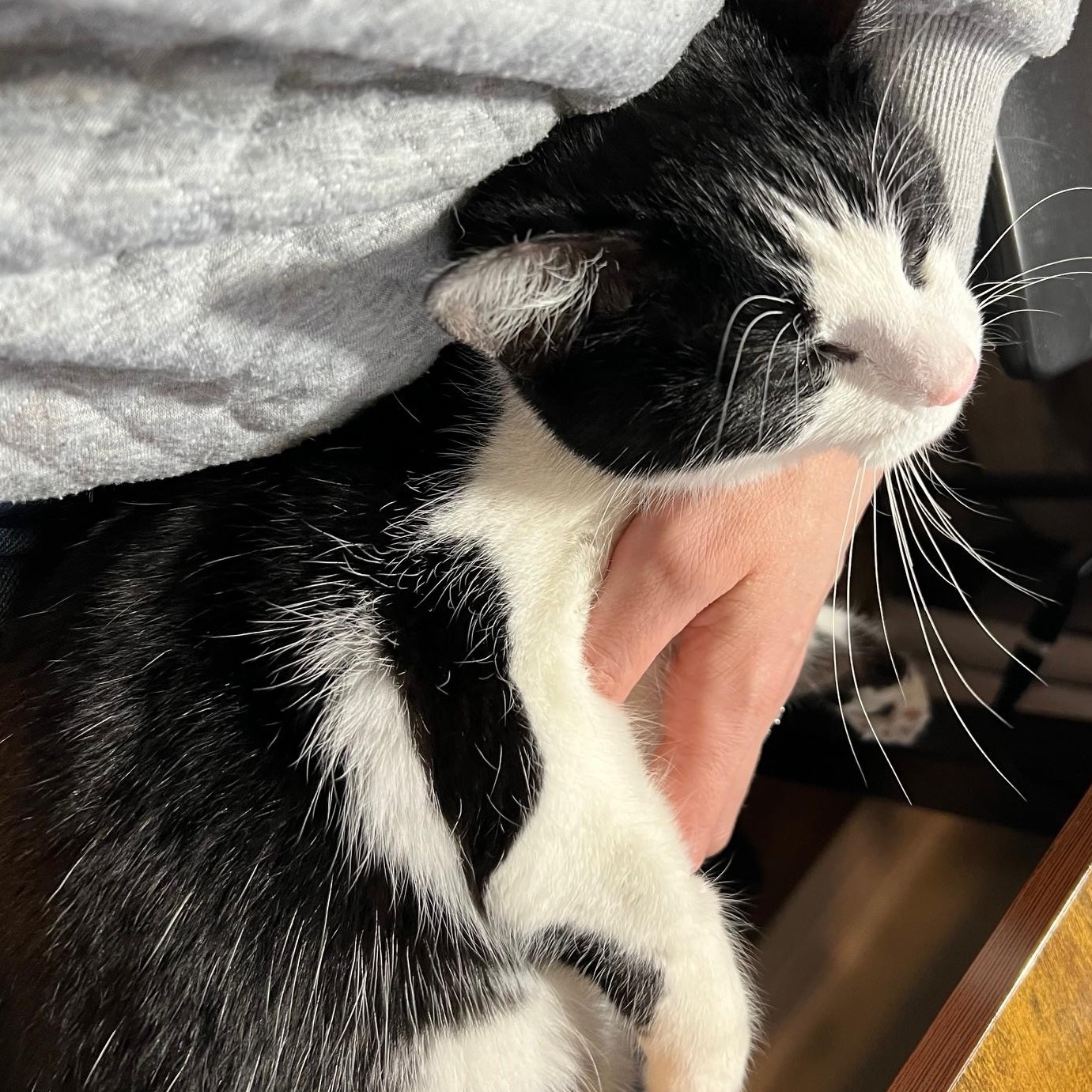 Enlarge Aria, an adopted Domestic Short Hair in Louisville, KY image 4/4