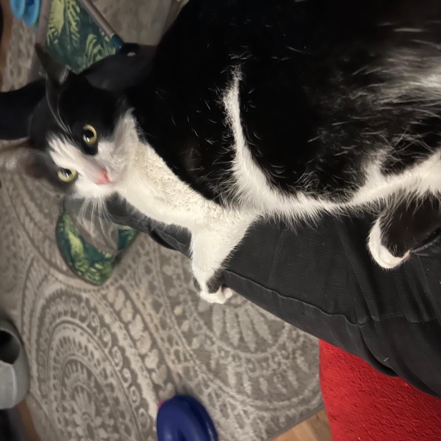 Enlarge Aria, an adopted Domestic Short Hair in Louisville, KY image 3/4