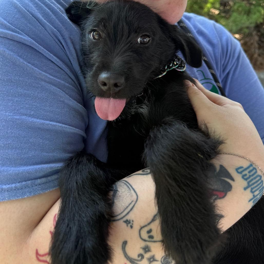 Strudel, Adoptable, Young Female Cairn Terrier & Mixed Breed.