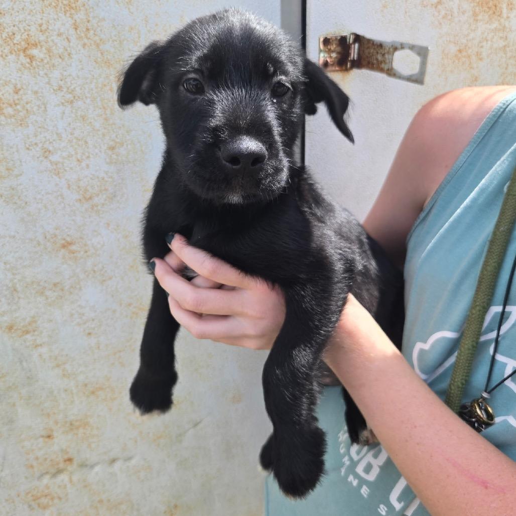 Strudel, a Adoptable mixed breed in Hattiesburg, MS image 3/5