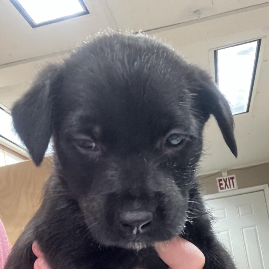 Strudel, a Adoptable mixed breed in Hattiesburg, MS image 5/5