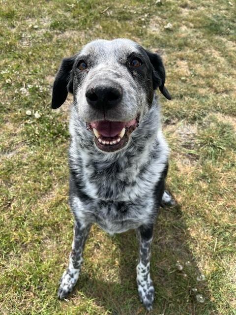 Jimmy, an adoptable Australian Cattle Dog / Blue Heeler in wetaskiwin, AB, t9a 2j4 | Photo Image 1