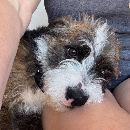 Enlarge Muttly Crue, a Adoptable Border Terrier in Pacifica, CA image 1/5