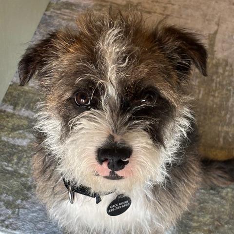 Enlarge Muttly Crue, a Adoptable Border Terrier in Pacifica, CA image 3/5