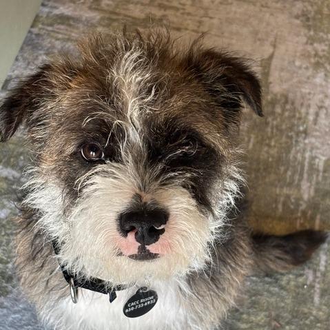 Enlarge Muttly Crue, a Adoptable Border Terrier in Pacifica, CA image 4/5
