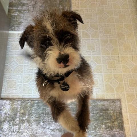 Enlarge Muttly Crue, a Adoptable Border Terrier in Pacifica, CA image 5/5