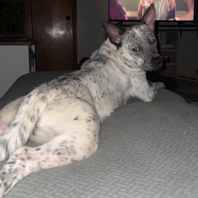 Alaya, Adoptable, Adult Female Australian Cattle Dog / Blue Heeler & Mixed Breed.