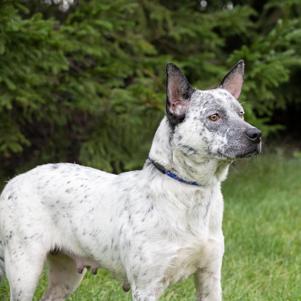 Enlarge Alaya, a Adoptable mixed breed in Erie, PA image 2/6