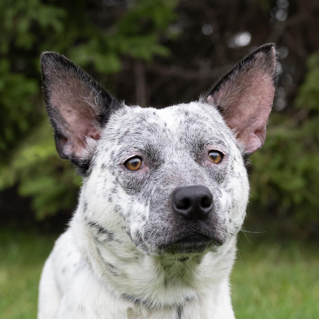 Enlarge Alaya, a Adoptable mixed breed in Erie, PA image 3/6
