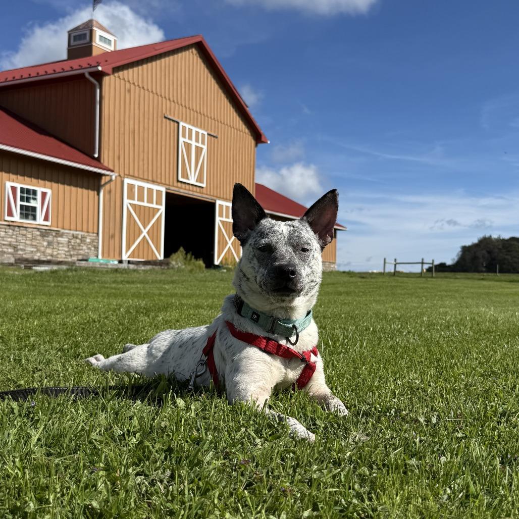 Enlarge Alaya, a Adoptable mixed breed in Erie, PA image 4/6