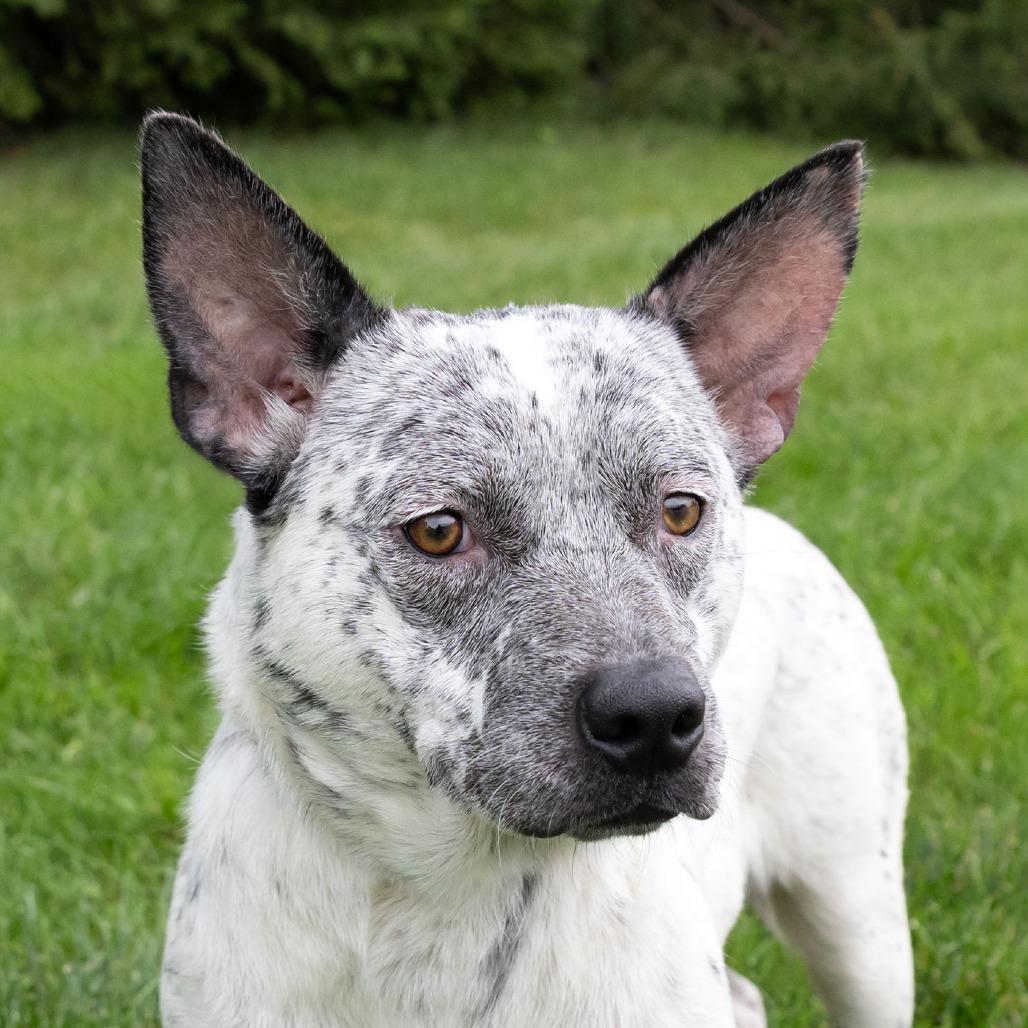 Enlarge Alaya, a Adoptable mixed breed in Erie, PA image 5/6