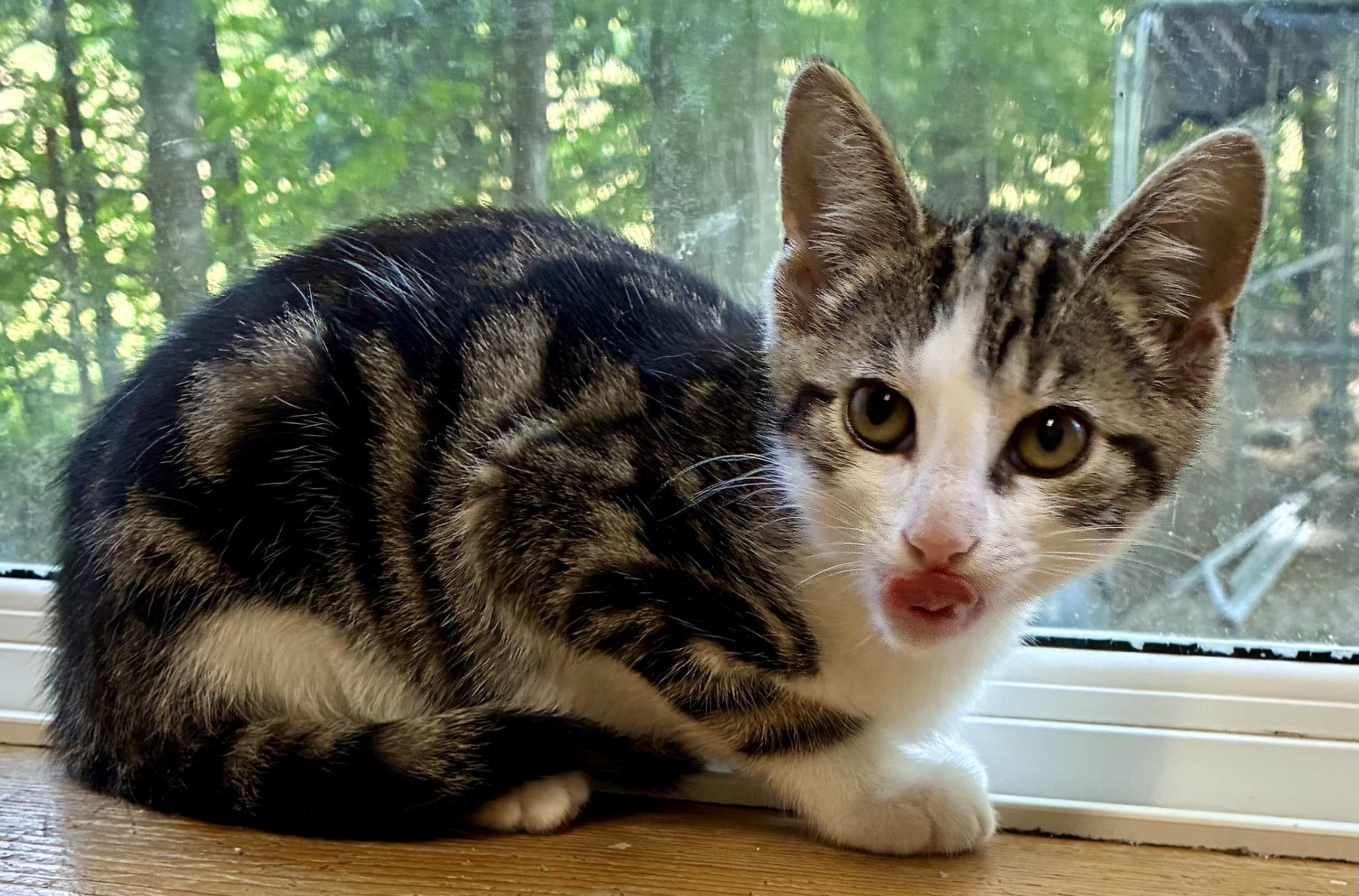 WISTERIA, adopted, Kitten Female Domestic Short Hair.