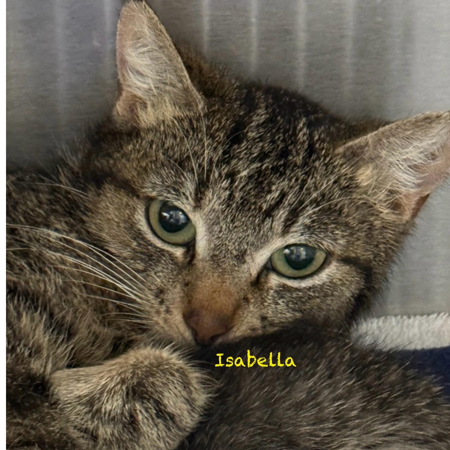 Mama Isabella, adoptable, Young Female Tabby.