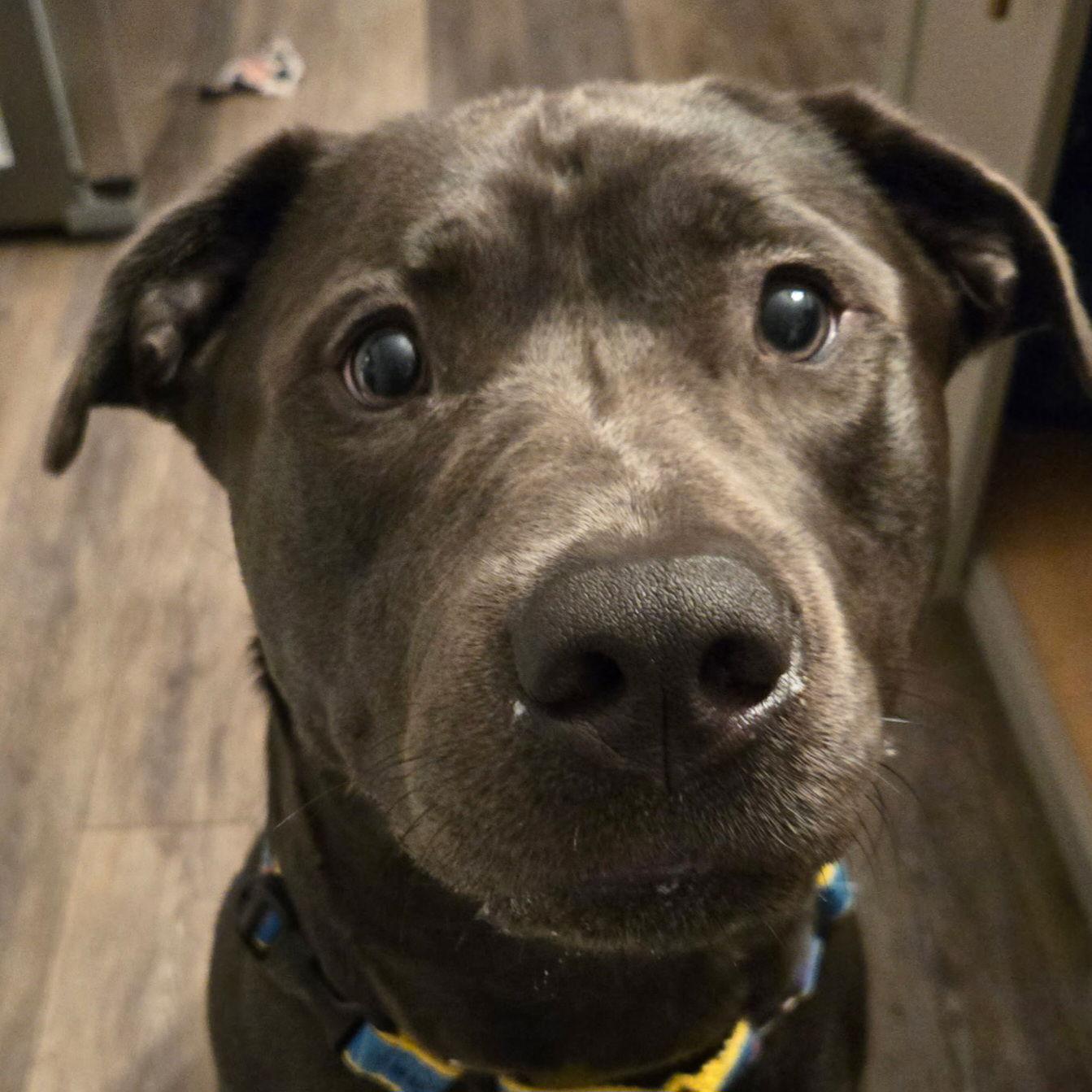 Maverick, Adopted, Young Male Labrador Retriever & Pit Bull Terrier.