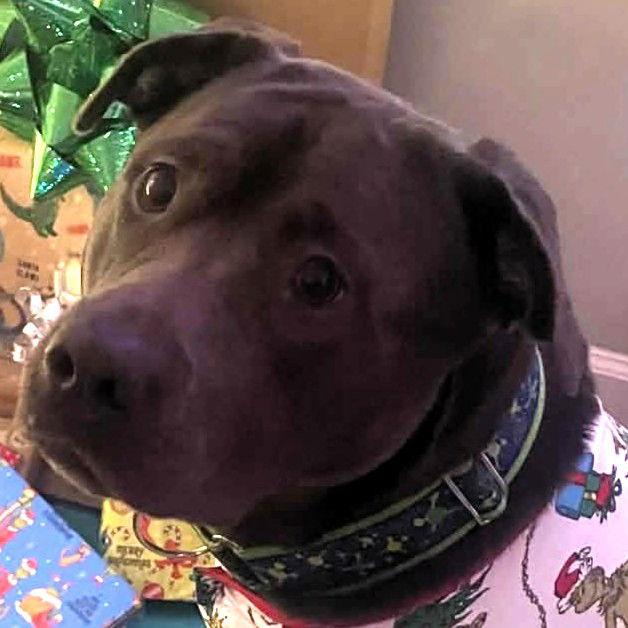 Enlarge Maverick, a Adopted mixed breed in Framingham, MA image 3/3