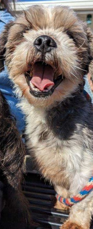 Enlarge Oreo, an adoptable mixed breed in New Windsor, NY image 2/3