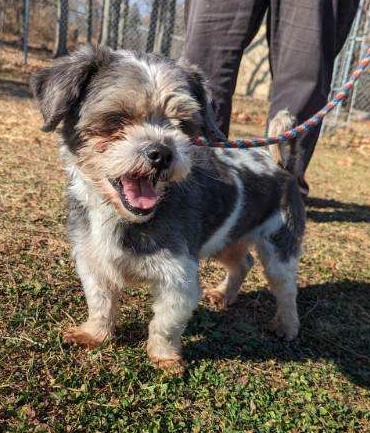 Enlarge Oreo, an adoptable mixed breed in New Windsor, NY image 3/3