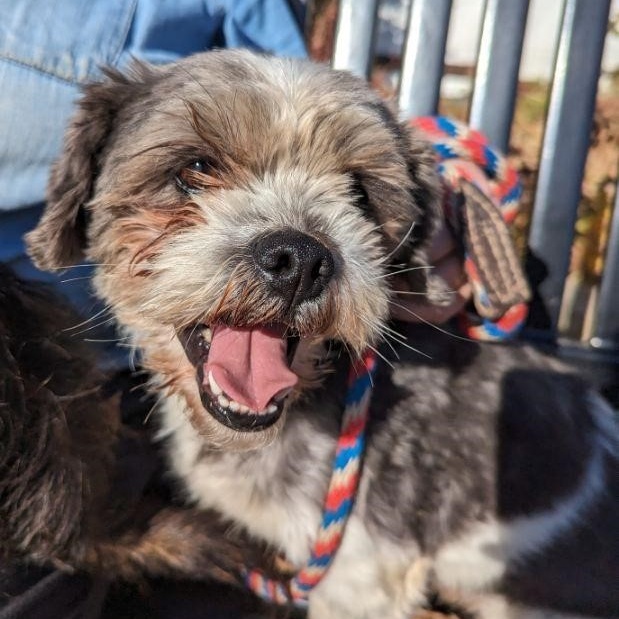 Enlarge Oreo, an adoptable mixed breed in New Windsor, NY image 1/3