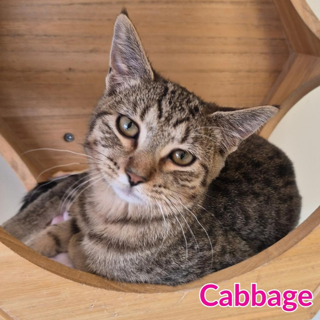Cabbage, Adoptable, Kitten Female Domestic Short Hair.