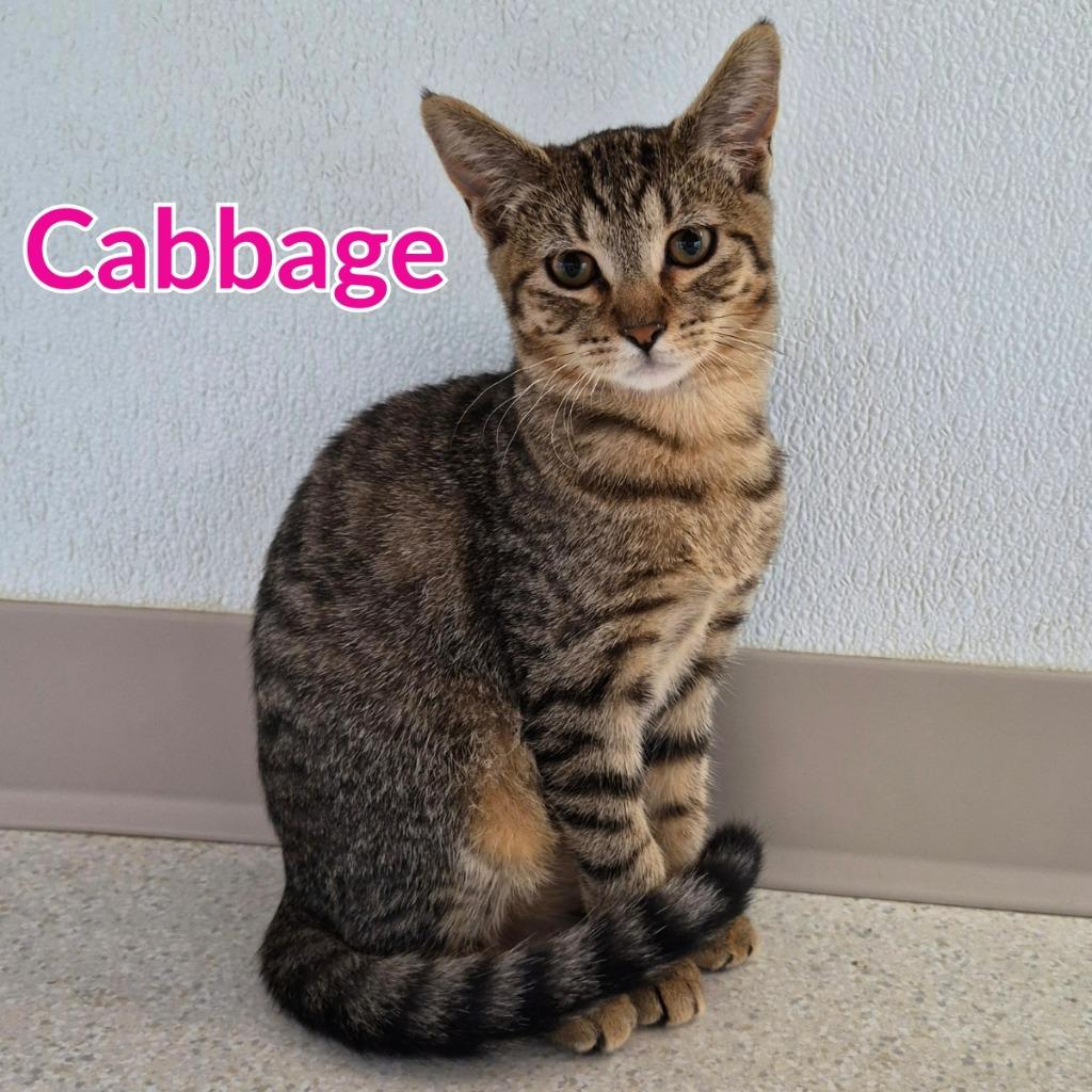 Enlarge Cabbage, a Adoptable mixed breed in North Saint Paul, MN image 2/2