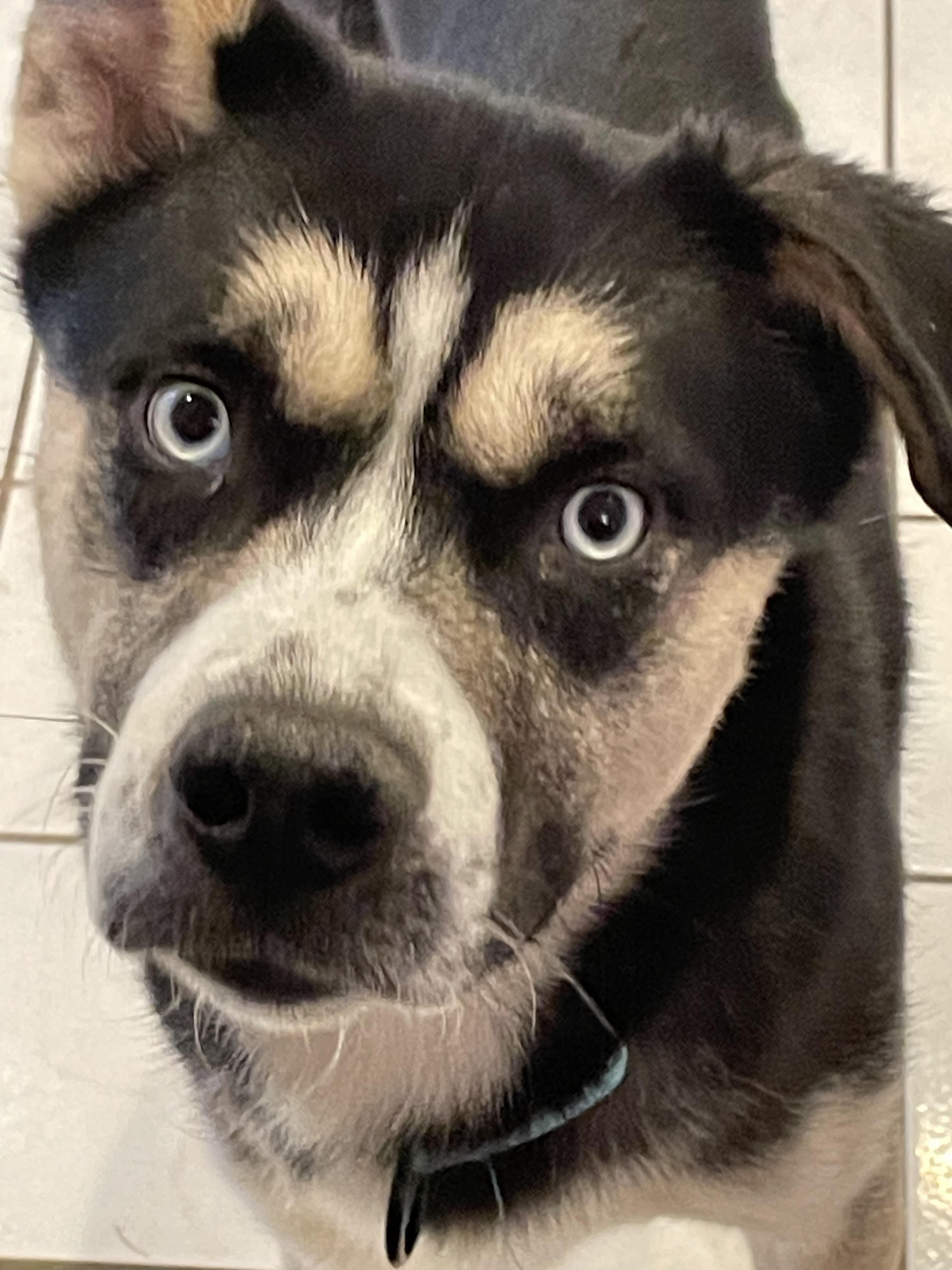 Flash, Young Male Siberian Husky