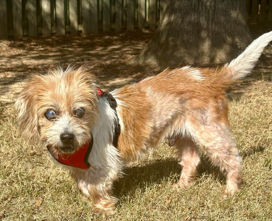 Opie (FL) FRIENDLY, Adoptable, Senior Male Terrier & Jack Russell Terrier.