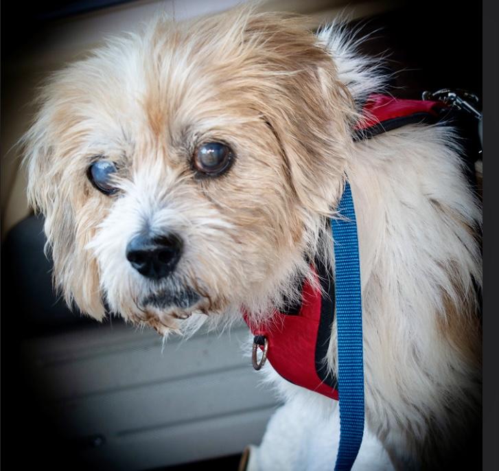 Opie (FL) FRIENDLY, a Adoptable mixed breed in Orange Park, FL image 2/3