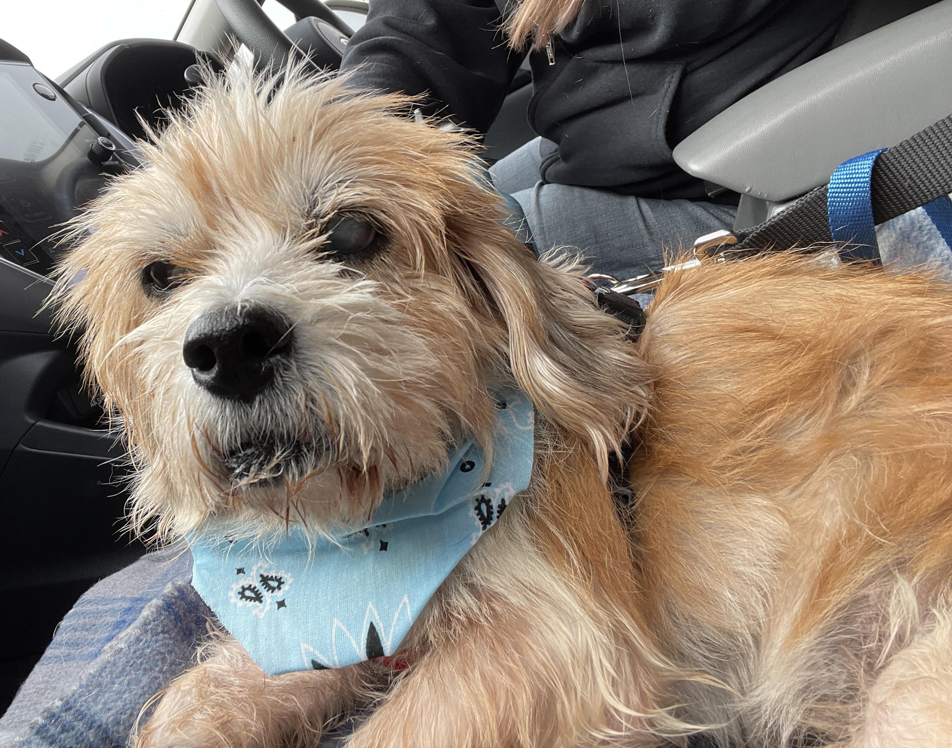 Opie (FL) FRIENDLY, a Adoptable mixed breed in Orange Park, FL image 3/3